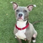 Frankie is a Terrier, Pit Bull.