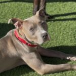 Frankie is a Terrier, Pit Bull.