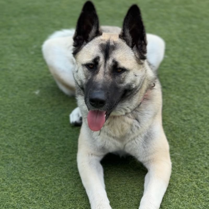 Barbie is a Shepherd/Husky.