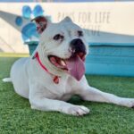 Ivory is a Terrier, Pit Bull.