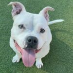 Ivory is a Terrier, Pit Bull.