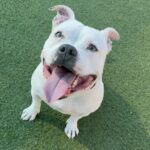 Ivory is a Terrier, Pit Bull.