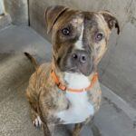 Firefly is a Terrier, Pit Bull.