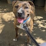 Firefly is a Terrier, Pit Bull.