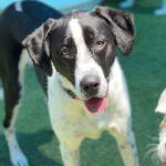 Lara is a Retriever, Labrador/Mixed Breed (Large).
