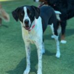 Lara is a Retriever, Labrador/Mixed Breed (Large).