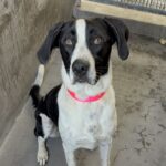Lara is a Retriever, Labrador/Mixed Breed (Large).