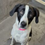 Lara is a Retriever, Labrador/Mixed Breed (Large).
