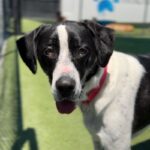 Lara is a Retriever, Labrador/Mixed Breed (Large).