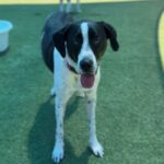 Lara is a Retriever, Labrador/Mixed Breed (Large).