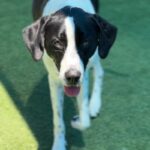 Lara is a Retriever, Labrador/Mixed Breed (Large).
