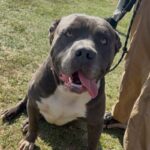 Smokey is a Terrier, Pit Bull.