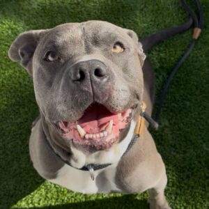 Smokey is a Terrier, Pit Bull.