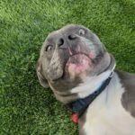 Smokey is a Terrier, Pit Bull.