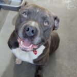 Smokey is a Terrier, Pit Bull.