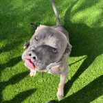 Smokey is a Terrier, Pit Bull.