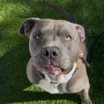 Smokey is a Terrier, Pit Bull.
