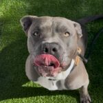 Smokey is a Terrier, Pit Bull.