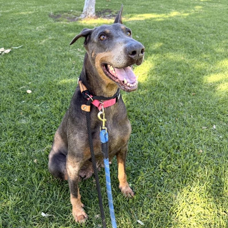 Lilibeth is a Pinscher, Doberman.