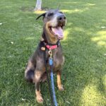 Lilibeth is a Pinscher, Doberman.