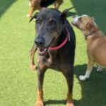 Lilibeth is a Pinscher, Doberman.