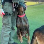 Lilibeth is a Pinscher, Doberman.