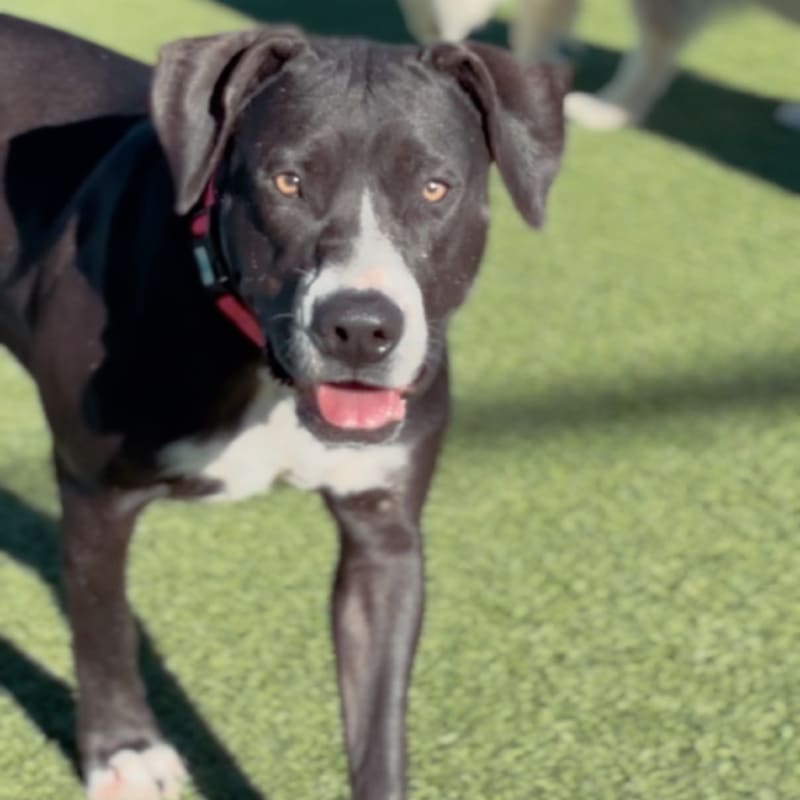 Shasta is a Terrier, Pit Bull.