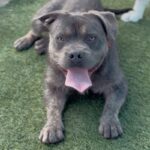 Teddy is a Terrier, Pit Bull.