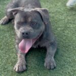 Teddy is a Terrier, Pit Bull.