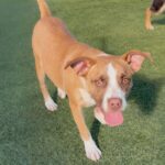 Ventura is a Terrier, American Staffordshire.