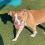 Ventura is a Terrier, American Staffordshire.