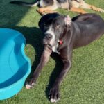 Wednesday is a Terrier, American Pit Bull/Mixed Breed (Large).