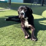 Wednesday is a Terrier, American Pit Bull/Mixed Breed (Large).