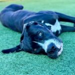 Wednesday is a Terrier, American Pit Bull/Mixed Breed (Large).