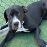 Wednesday is a Terrier, American Pit Bull/Mixed Breed (Large).