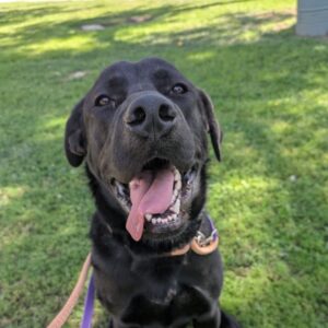 Bixley is a Retriever, Black Labrador.