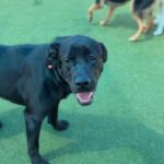 Bixley is a Retriever, Black Labrador.