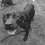 Bixley is a Retriever, Black Labrador.