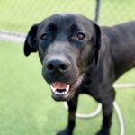 Bixley is a Retriever, Black Labrador.