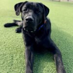 Bixley is a Retriever, Black Labrador.