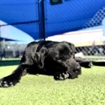 Bixley is a Retriever, Black Labrador.