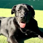 Bixley is a Retriever, Black Labrador.