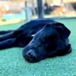 Bixley is a Retriever, Black Labrador.