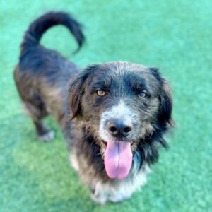 Steven is a Terrier, Scottish Scottie.