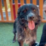 Steven is a Terrier, Scottish Scottie.