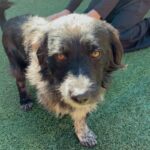 Steven is a Terrier, Scottish Scottie.