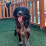 Steven is a Terrier, Scottish Scottie.