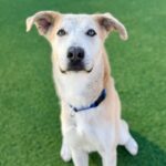 Bob is a Shepherd/Husky.