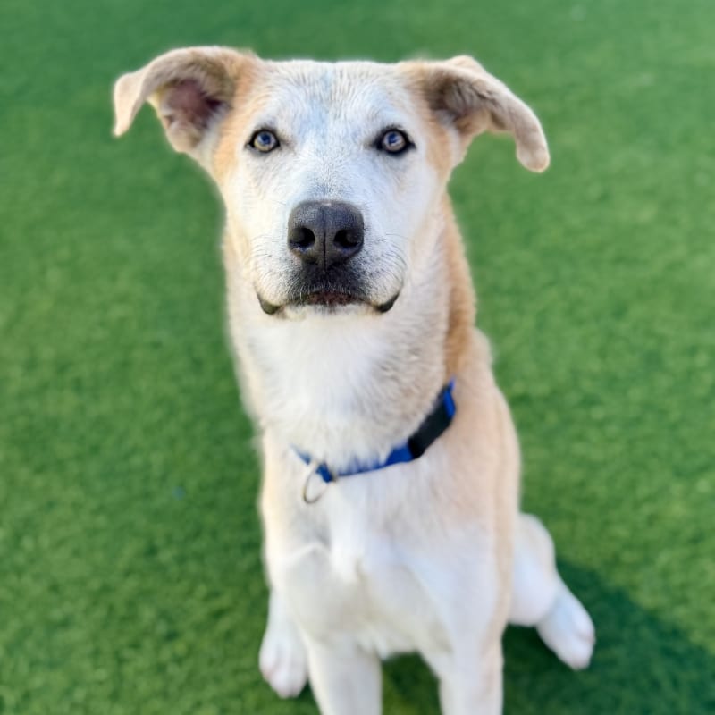 Bob is a Shepherd/Husky.