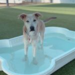 Bob is a Shepherd/Husky.